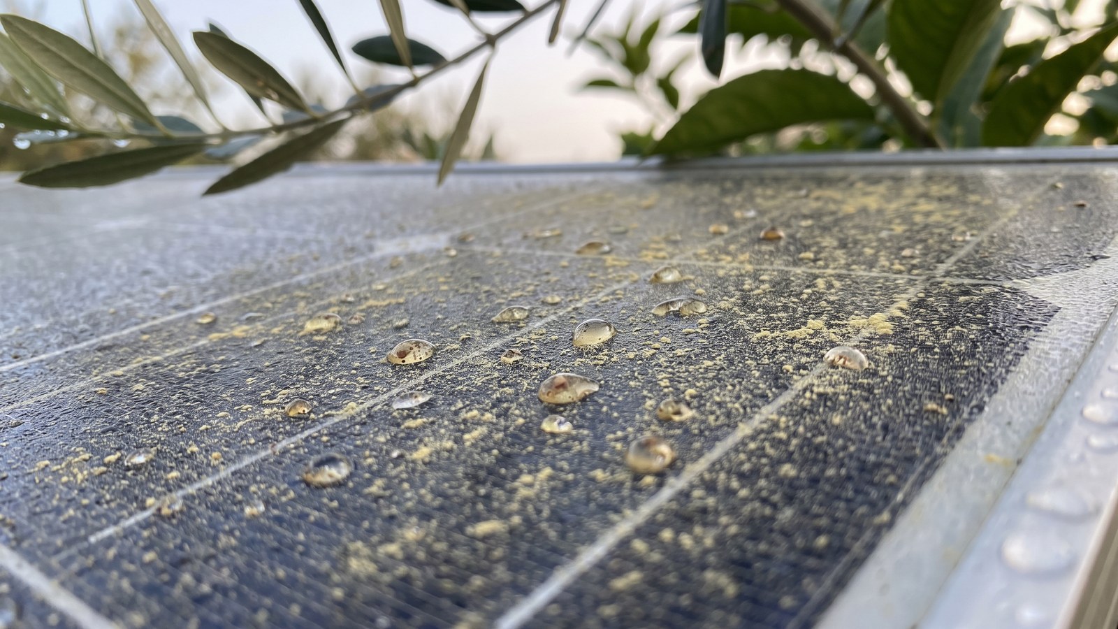 Polline e melata sui pannelli: la patina appiccicosa che la pioggia non toglie